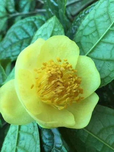 Yellow Camellia