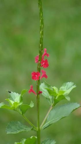 Coral Porterweed
