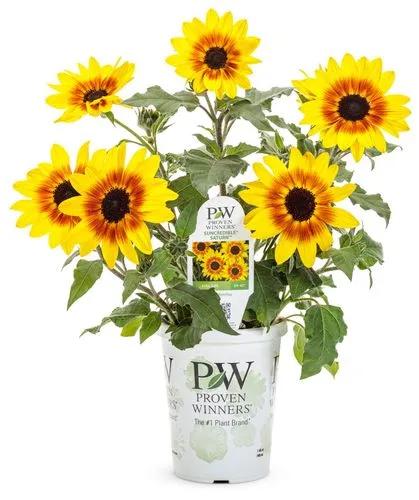 Western Sunflower
