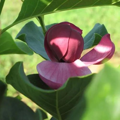 Genie Magnolia