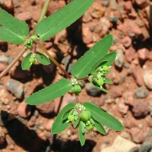 Euphorbia Chamaesyce