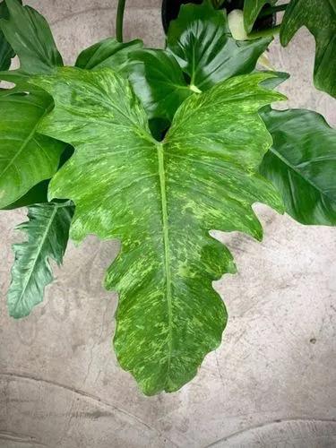 Philodendron 'golden Dragon