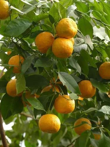 Bitter Orange Tree/ Citrus Aurantium