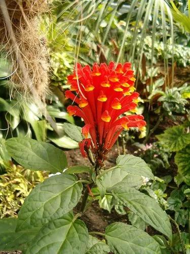 Scutellaria Costaricana
