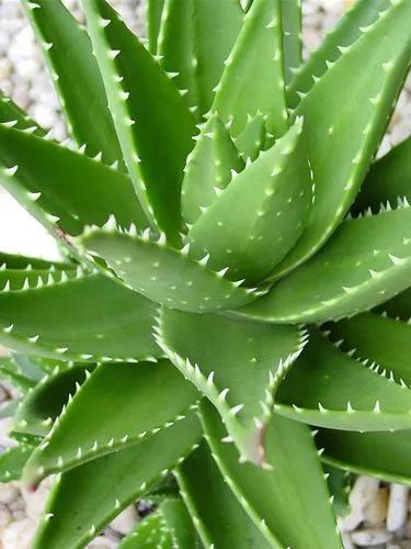 Wrasse Aloe Or Snapper Aloe