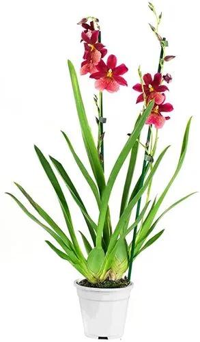 Cambria Orchideen