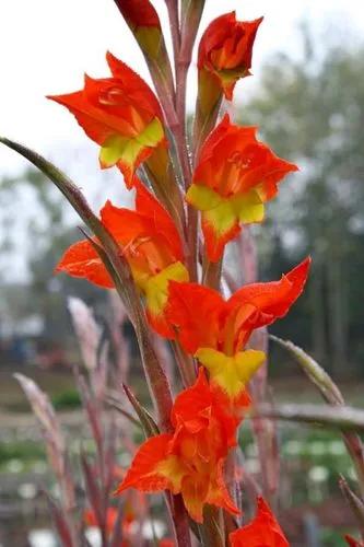 Gladiolus Dalenii