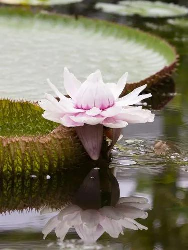 Amazon Water-lily