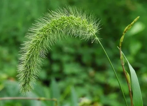 Japanese Bristlegrass, Nodding Bristle-Grass, Chinese Foxtail