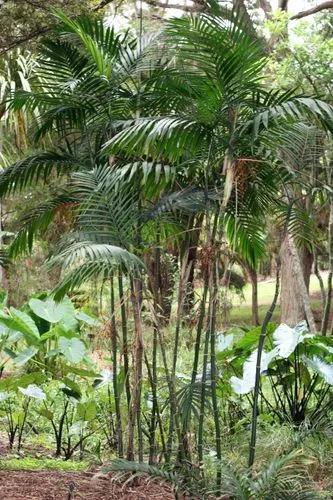 Costa Rican Bamboo Palm