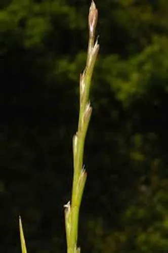 Barbgrass