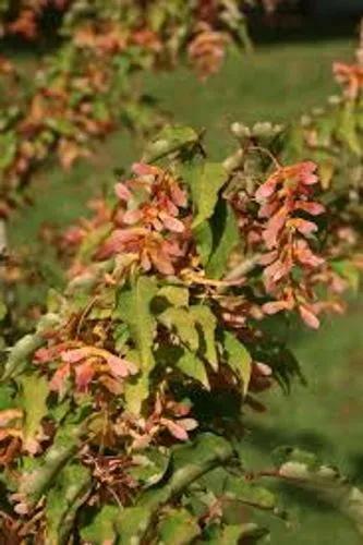 Hawthorn Maple