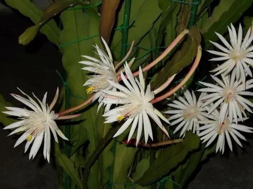 Epiphyllum Hookeri