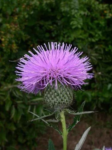 Tall thistle