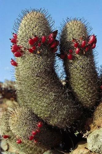 Fishhook cactus