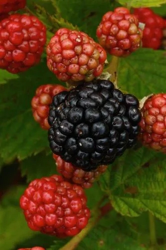 Triple Crown Thornless Blackberry
