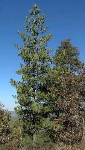 Chihuahua White Pine