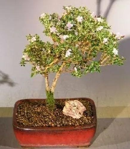 Serissa Bonsai Tree
