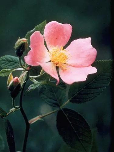 Virginia rose