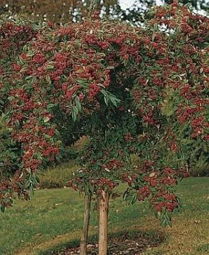 Tree Cotoneaster