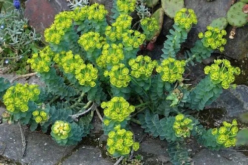 Euphorbia Flavicoma