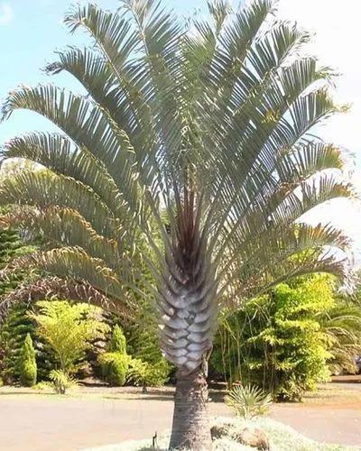 Triangle Palm