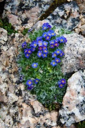 Alpine forget-me-not