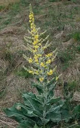 Hoary Mullein, Broad-Leaf Mullein
