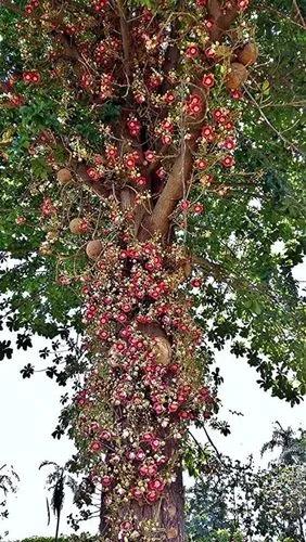 Cannonball Tree