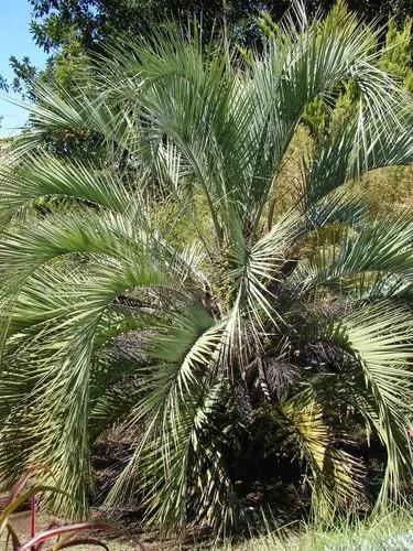 Yatay Palm