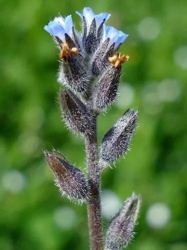 Strict Forget-Me-Not, Blue Scorpion Grass.