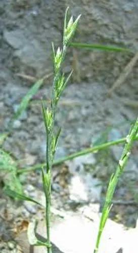 Linen Ryegrass