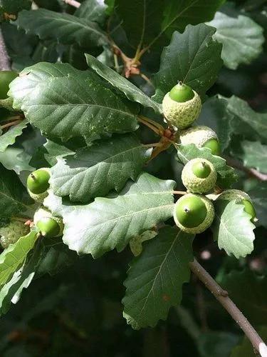 Honeydew Oak