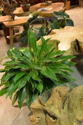 Philodendron 'Little Phil'