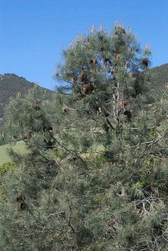 Foothill Pine