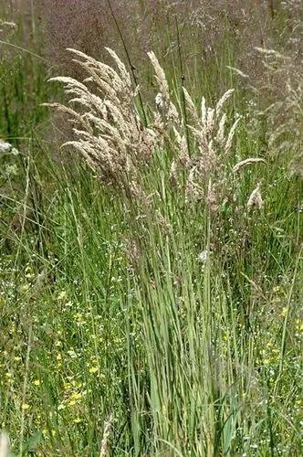 Velvet Grass