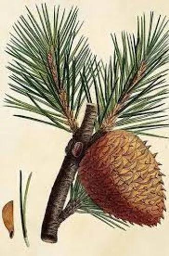Table Mountain Pine
