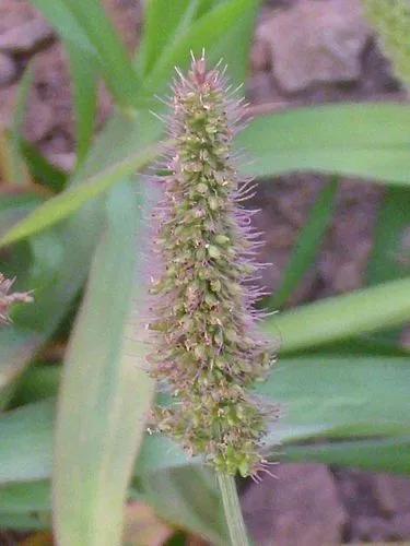 Hooked Bristlegrass, Rough Bristle-Grass, Bristly Foxtail.