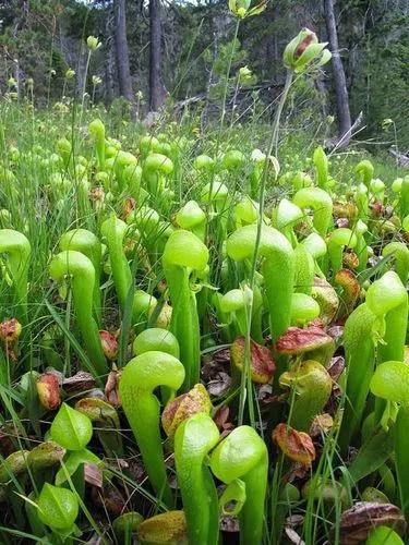 California-pitcherplant