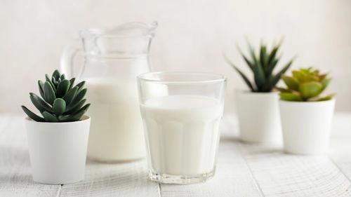 Is Milk Good for Plants?