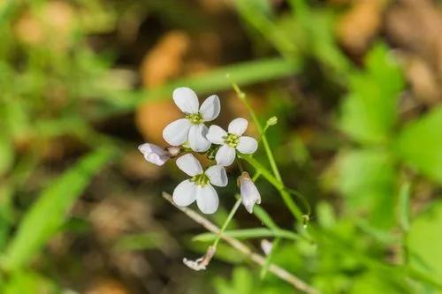 Slender toothwort