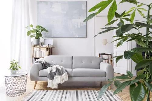 How To Arrange Plants in the Living Room