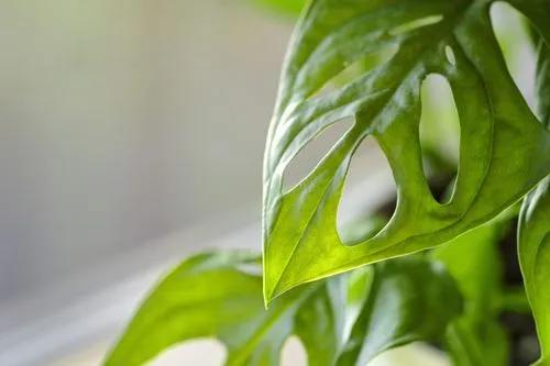 Monstera Affenmaske