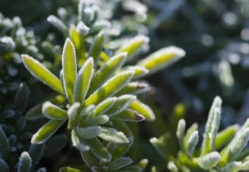 How to Protect Plants from Frost and Freeze