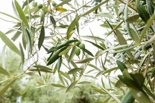 planta de olivo