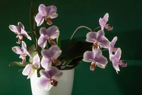Orchidée Phalaenopsis