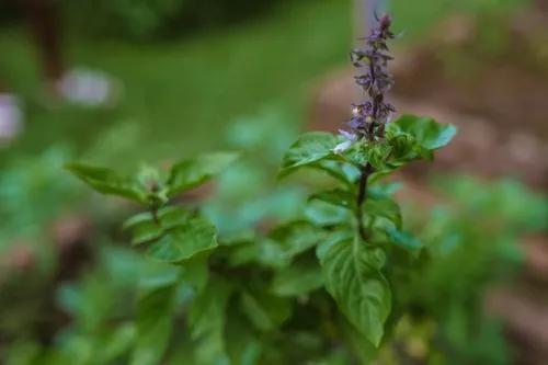 Thai Basil