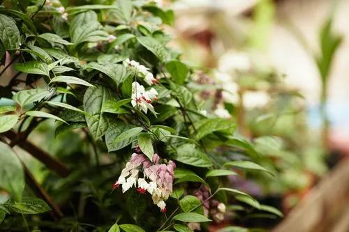 Bleeding-heart vine