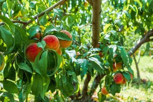 How to Grow a Peach Tree From Seed Indoors