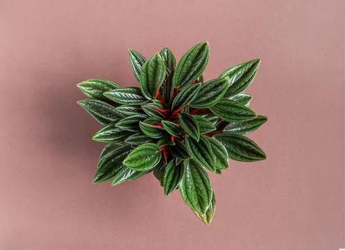 Emerald Ripple Peperomia